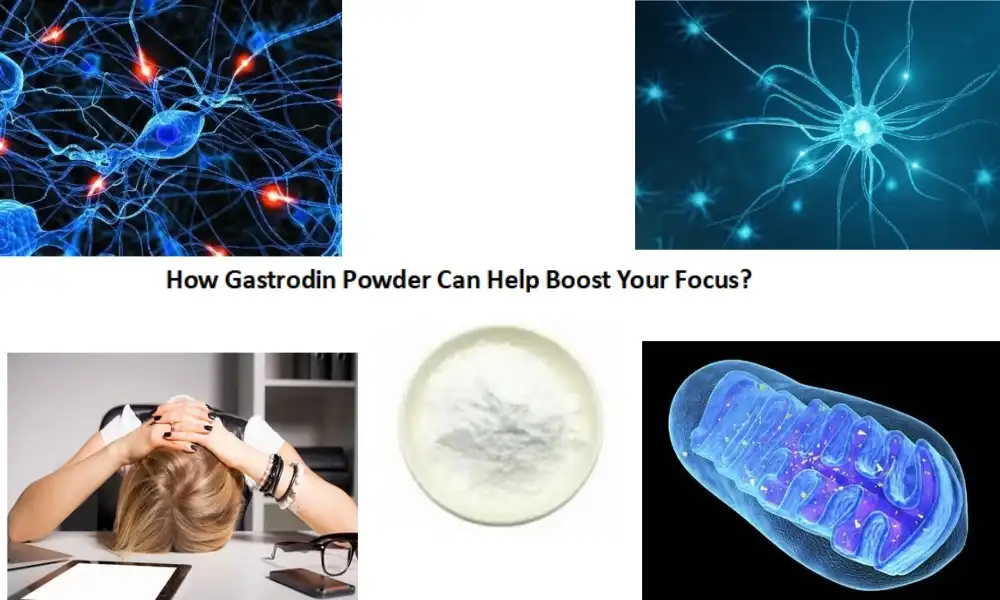 How Gastrodin Powder Can Help Boost Your Focus?